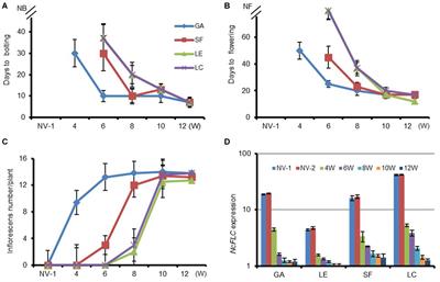 FLC and SVP Are Key Regulators of Flowering Time in the Biennial/Perennial Species Noccaea caerulescens